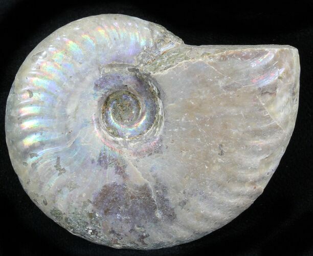 Silver Iridescent Ammonite - Madagascar #29921